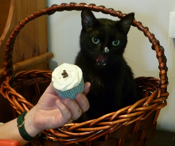 Gato comiendo cupcakes