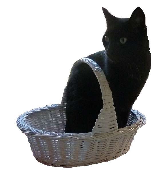 gato en cesta de mimbre